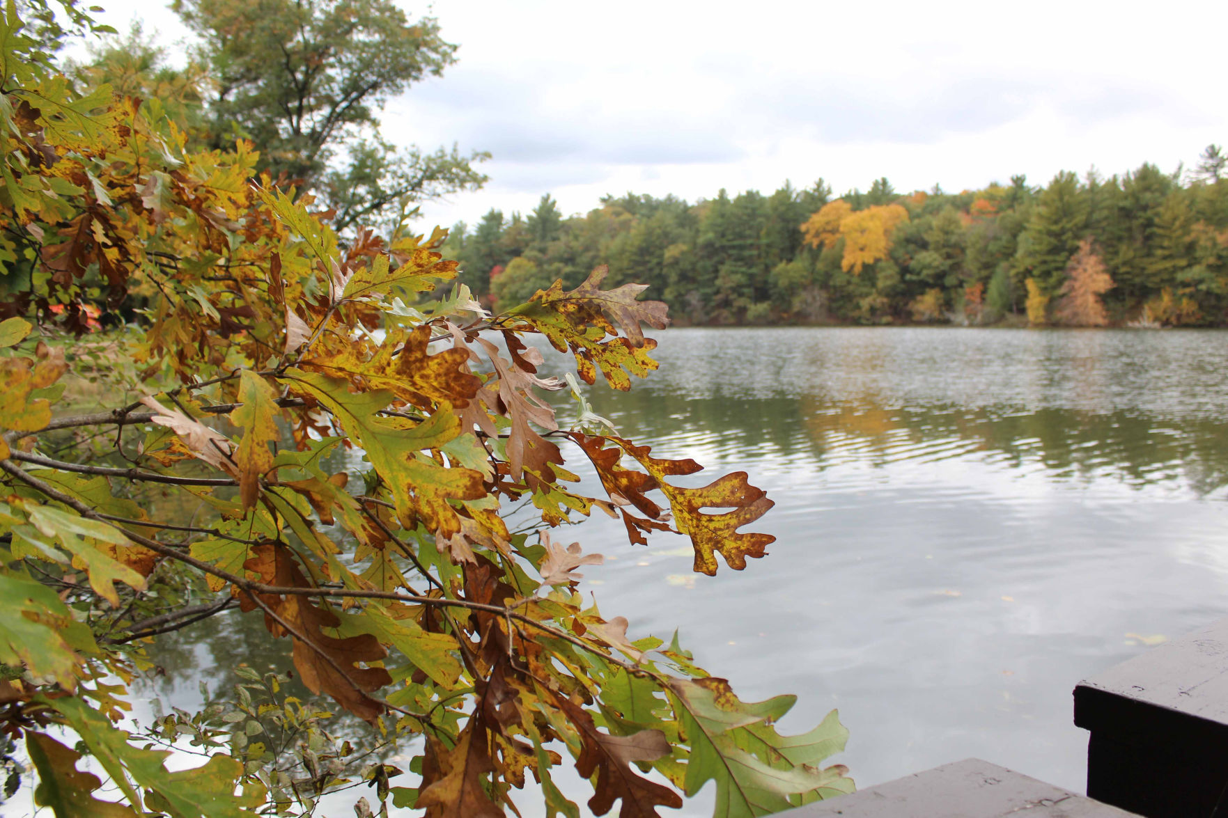 Mirror Lake and leaves